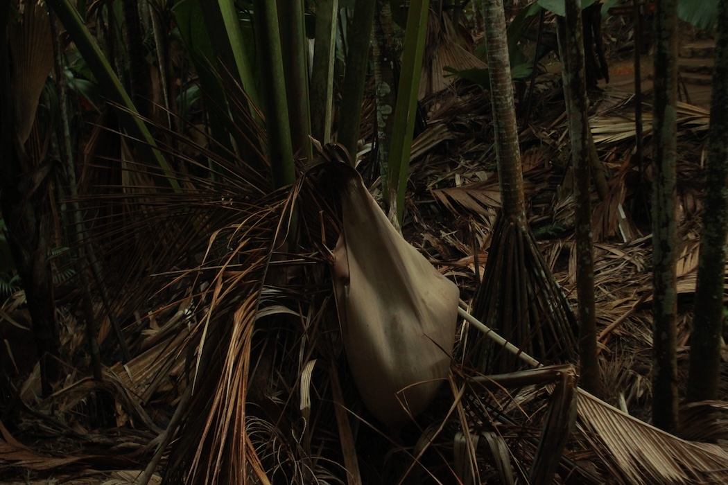 Photo 10 - Tristes tropiques