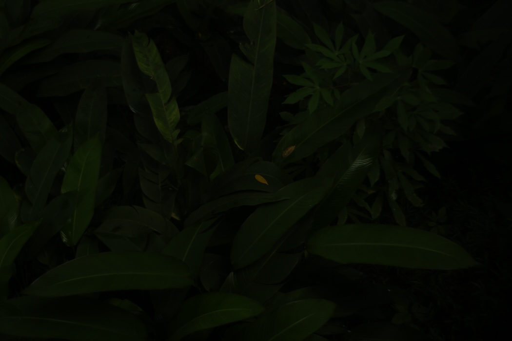 Photo 19 - Tristes tropiques