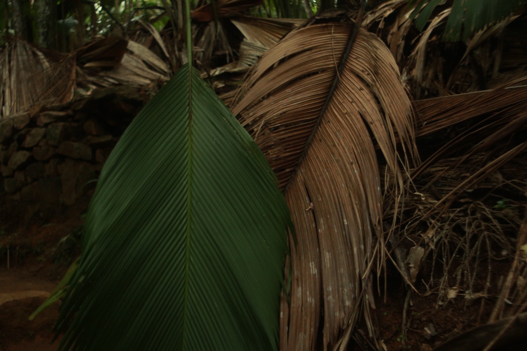 Photo 20 - Tristes tropiques