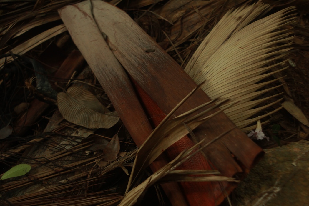 Photo 4 - Tristes tropiques