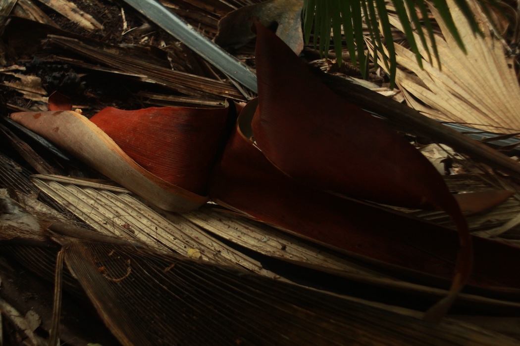 Photo 9 - Tristes tropiques